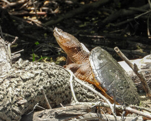 Fototapeta premium Common Snapping Turtle (Chelydra serpentina) — North American Freshwater Reptile