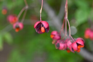 Euonymus oxyphyllus fruits (Capsules) and seeds. Celastraceae deciduous shrub. The capsules ripen to red in autumn, split into five parts, and the seeds hang down.