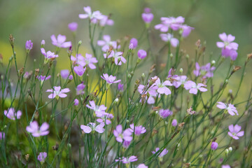 Steinbrech-Felsennelke