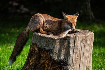 volpe in ambiente naturale