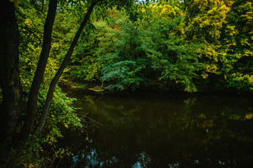 Obraz premium A dense thicket of autumn forest with vibrant yellow and green foliage partially obscuring a calm river reflecting the trees under a soft light of a cloudy seasonal day in nature.