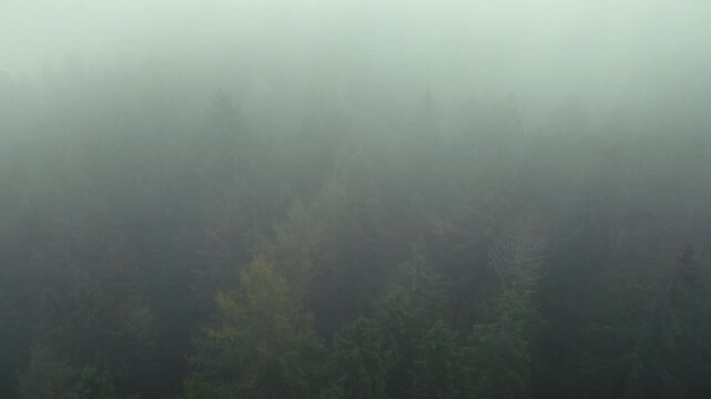 Mystischer Wald im Nebel im Herbst