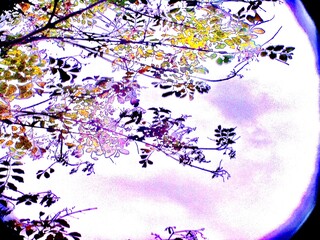 光に透ける枝葉と淡い空のコントラスト