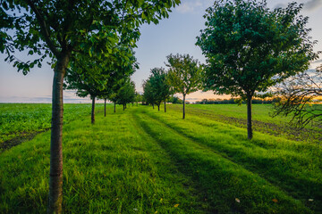 A road through a young orchard with small trees leading toward a colorful sunset sky with orange clouds and a peaceful rural atmosphere.