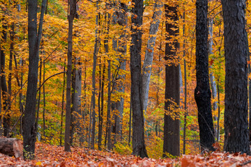 Scenic Maybury state park with colorful Maple trees in Novi, Michigan during autumn time