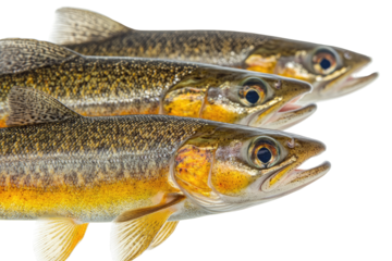 Three trout aligned, golden hue, iridescent scales, open mouths, fresh catch