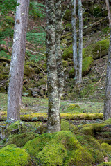 甲武信ヶ岳の苔むす森の登山道の風景