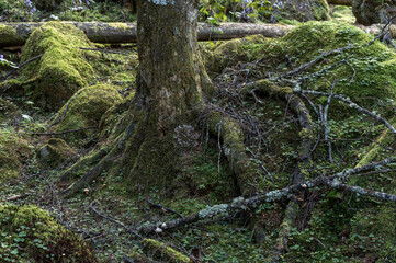 甲武信ヶ岳の苔むす森の登山道の風景
