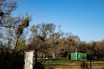 Watch majestic storks nesting high in the trees on a bright day near a green structure, capturing the essence of wild nature and animal sanctuary