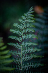 Intricate fern unfurling with vibrant green leaves in the serene forest, perfect for nature lovers and botanical designs, evoking peace and tranquility