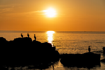 Stunning sunset over ocean as birds take in the view from rocky outcrops, perfect for travel blogs, nature documentaries, and peaceful coastal scenes