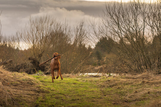 vizsla dog with a wooden stick