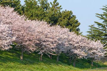 Cherry Blossom Trees in Full Bloom