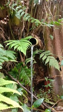 Video footage Clear Water Flowing from a Bamboo Pipe in the Green Forest