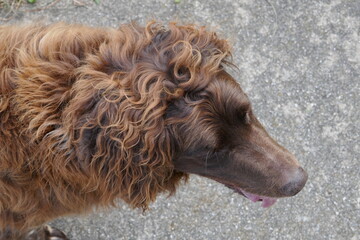 M&uuml;nsterl&auml;nder . Jagdhund . Hunting dog 
