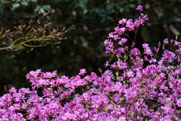 Obraz premium Vibrant Pink Azaleas in Full Bloom