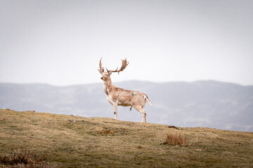 white stag deer in the wild