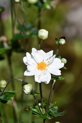 シュウメイギク　Japanese Anemone