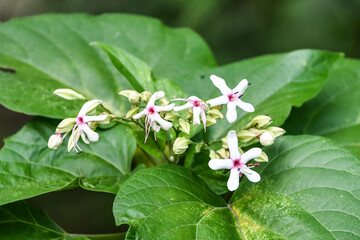 ショウロウクサギ　Edible Clerodendrum
