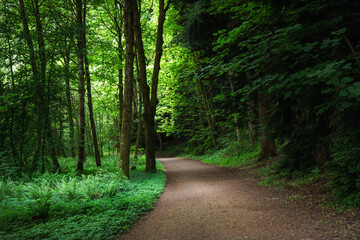 Obraz premium road in the woods