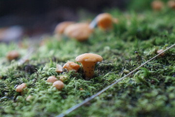 mushrooms