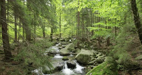 A crystal-clear forest stream tumbles over moss-covered rocks, winding its way through a lush, tranquil wilderness.