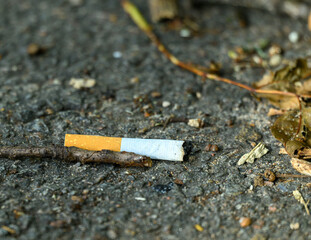 A cigarette butt lies on the ground surrounded by fallen leaves and small twigs, indicating environmental litter in a natural area