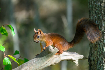 A small brown squirrel is perched on a fallen branch in a lush green forest. Sunlight filters through the leaves as the animal looks around, enjoying its natural environment