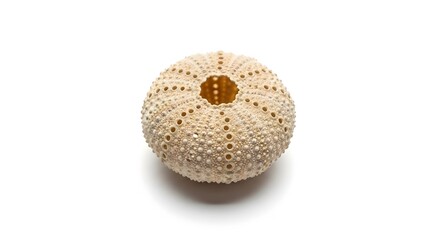 Cross Section of Kiwi Fruit with Seeds Macro Close-Up