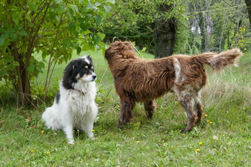 Playing dogs . Friends . Spielende Hunde