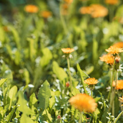 Bright orange marigold flowers blooming in a sunlit garden with green leaves and blurred background.