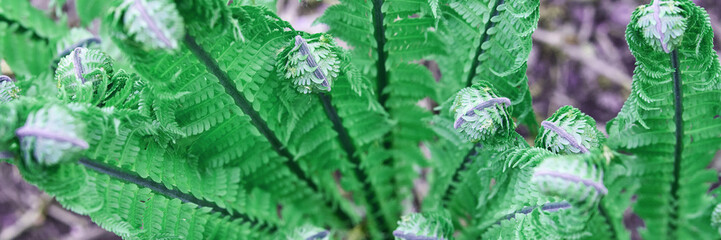 Vibrant green fern fronds unfurling in natural forest setting.