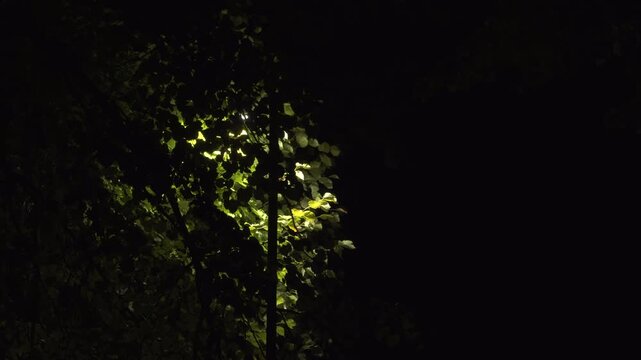 A lone lantern glows softly through dense foliage, lighting up green leaves of a tree - foliage against the deep darkness of the night, creating a calm and mysterious woodland mood.