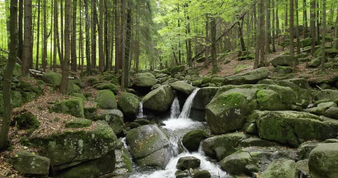 Serene forest stream with small waterfalls cascades over mossy rocks in a lush woodland.