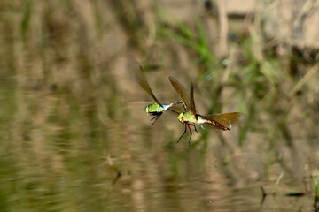 dragonfly on grass ギンヤンマ