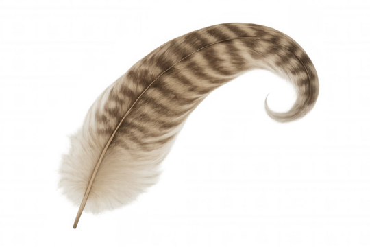 Striped bird feather in sepia tones, curving gracefully, representing softness and nature on a transparent background