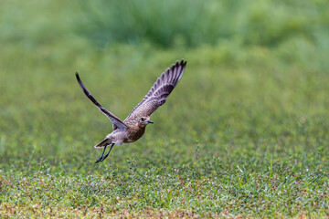 ノドグロの飛翔