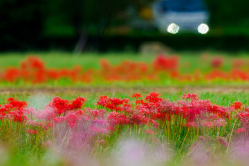 彼岸花の咲く風景