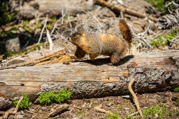Marmot Walks Along Downed Tree Trunk In Rocky Mountain