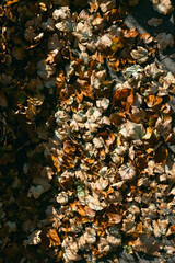 Colorful autumn leaves scattered across a dark surface in a vibrant display of seasonal change