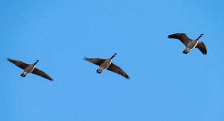 Canada geese in flight with blue sky