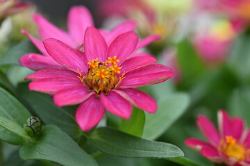 Obraz premium pink flower