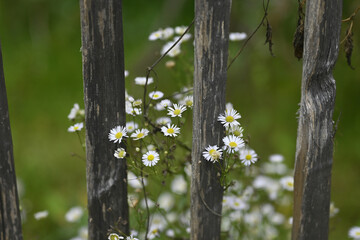 kamille am gartenzaun