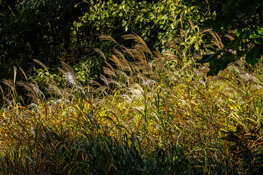Background of a closeup of golden grasses windswept in the sun in a Ontario park, Canada.
