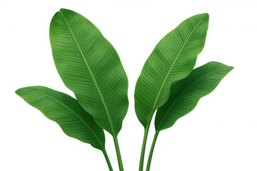 Tropical banana plant leaves showcasing vibrant green color and natural botanical pattern on transparent background