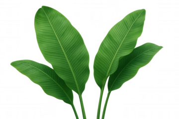 Tropical banana plant leaves showcasing vibrant green color and natural botanical pattern on transparent background