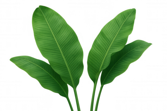 Tropical banana plant leaves showcasing vibrant green color and natural botanical pattern on transparent background - Powered by Adobe