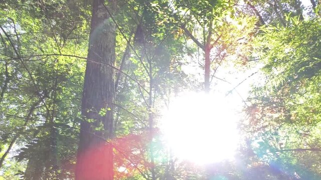 Trees in the forest with sunlight, Chiangmai Thailand.	