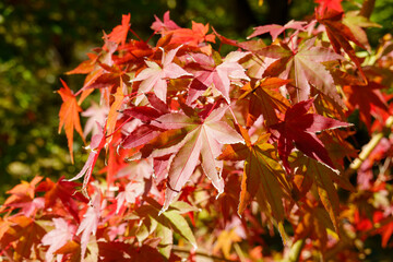 秋の日差しに輝く赤いモミジの葉