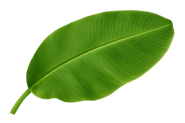 Fototapeta premium Banana leaf showing natural green color and veins, tropical plant foliage, transparent background